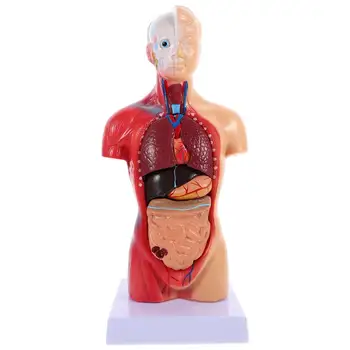 טורסו אנושי הגוף מודל Playset מלמד אנטומיה של איברי מודל בית הספר כלי חינוכי לילדים גוף האדם הסיעודי הגוף האנטומי