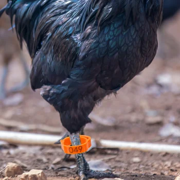 100 יח ' עוף רגל הטבעת כרטיסיות הרגל טבעות אביזרים תרנגול להקות פלסטיק יונה רגל קטגוריה